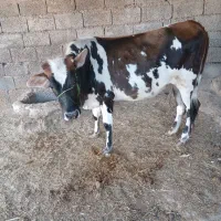 واسه فروش|حیوانات مزرعه|کرخه, |دیوار
