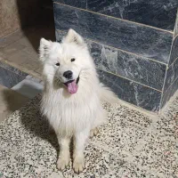 سگ ساموئل باهوش