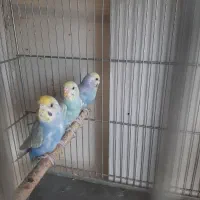 مرغ عشق رینبو و رنگین کمانی