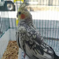 عروس هلندی