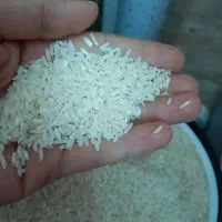 برنج هاشمی آستانه|خوردنی و آشامیدنی|رشت, منظریه|دیوار