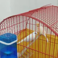 جفت قناری|پرنده|اردبیل, |دیوار