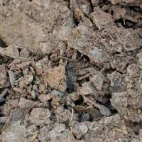 کود.کبوترفروشی|لوازم جانبی حیوانات|همدان, |دیوار