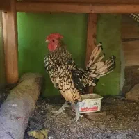 خروس چینی و خروس جوان در قمصر