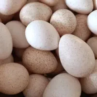 تخم بوقلمون نطفه دار شرطی و ۱۰۰ درصد تضمینی
