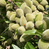 نهالستان میوه و ارقام خشکبار دیرگل پالیز|خدمات باغبانی و درختکاری|ری, اقدسیه|دیوار