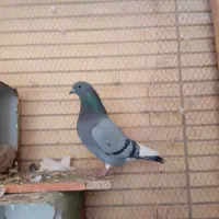 یه جفت ماده عروسک