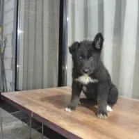 ژرمن میکس بلک و هاسکی|سگ|تهران, چیتگر جنوبی|دیوار