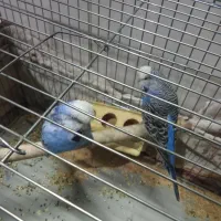 مرغ عشق انگلیسی|پرنده|نجفآباد, امیرآباد|دیوار