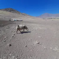 کوسفند