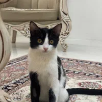 واگذاری ۲ خواهر ماده ۶ ماهه خونگی|گربه|مشهد, جانباز|دیوار