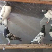 تیدی پیور|پرنده|بندرعباس, |دیوار