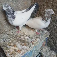 کله دمسبز|پرنده|بروجرد, |دیوار