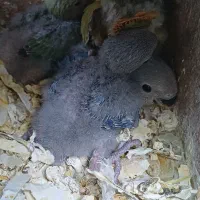 جوجه سرلاکی طوطی برزیلی  آماده دستی کردن و تربیت
