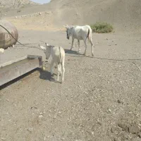 الاغ به همراه کره نر