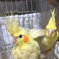 عروس هلندی