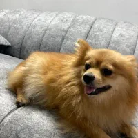 پامر روباهی