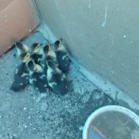 ۸تا اردک اسرائیلی یک هفته ای یک میلیون ششصد