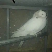 کبوتر فروشی