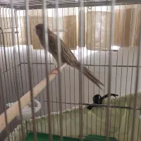 قناری نر رسمی بلند|پرنده|تکاب, |دیوار