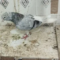 هفترنگ دمسفید نر