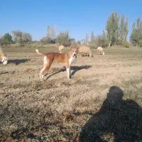 سگ ماده|سگ|مانه, |دیوار