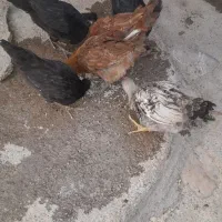 جوجه فروشی