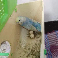 مرغ عشق رنگین کمانی و رینبو روی تخم