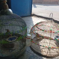 سهره خاکی....|پرنده|کرمان, |دیوار