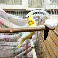 عروس هلندی جفت مولد 6 عدد|پرنده|بندر دیر, |دیوار