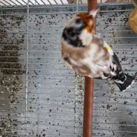 سهره ابلق قواره دار تازه صاف عروسک