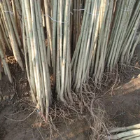 آموزش کاشت وتهیه نهال|خدمات باغبانی و درختکاری|تبریز, |دیوار