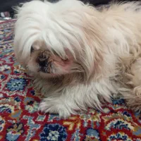 واگذاری پاپی|سگ|گلبهار, شهر جدید گلبهار|دیوار