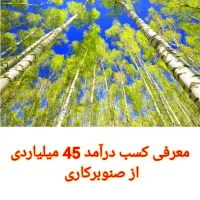 فروش نهال صنوبر اصلاح شده نیگرا ترکیه