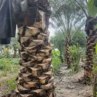 باغبانی وهراس نخل وکلیه امور نخل