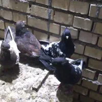 کبوتر کله ای عتیقه|پرنده|سوسنگرد, |دیوار