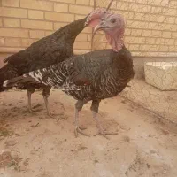 بوقلمون ماده و قو غاز نر|حیوانات مزرعه|زابل, |دیوار