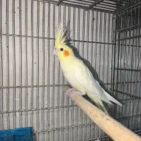 عروس هلندی لوتینو ماده|پرنده|بندرعباس, |دیوار