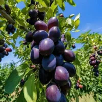 نهال آلو سالم و پربار  مناسب باغ و باغچه|خدمات باغبانی و درختکاری|سلماس, |دیوار