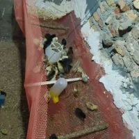 جوجه محلی به قیمت عمده از همجا ارزان تر