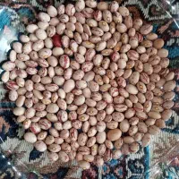 لوبیا چیتی سر حد