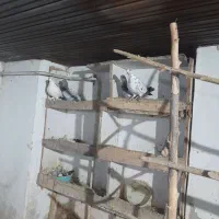 چندعددکبوترپرشی|پرنده|نوکنده, |دیوار