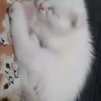 به علت وابستگی زیاد پسرم قصد فروش دارم