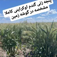 بذر هیبریدی گندم محصول کشور اوکراین|عمده‌فروشی|کرمانشاه, |دیوار