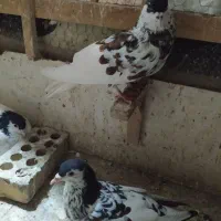 خال افشون نر و ماده کفتر شهرستان|پرنده|مشهد, پروین اعتصامی|دیوار