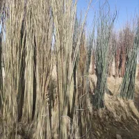 درخت صنوبر نیگرا ترکیه و کبوده