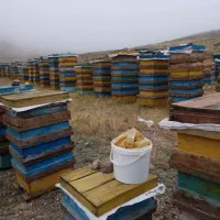 فروش زنبور قوی|حیوانات مزرعه|شفت, |دیوار