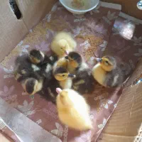 جوجه اردک خارجی توار درشت