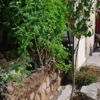 نهال گل محمدی، نارنج|گل و گیاه طبیعی|چرداول, |دیوار