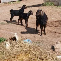 بز و بزغاله